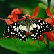 Butterfly in the Butterfly Gardens