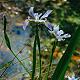Blueflag Iris 