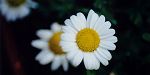 Daisies, one of my favorite flowers - Spring 2001