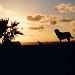 Black lab silhouetted in St. Croix sunset