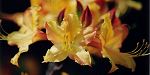 Florida azaleas in bloom - Spring 2001