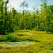 Wetland in Spring