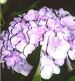 Hydrangeas in my front yard