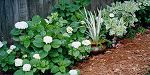 Finally!  Hydrangeas in bloom (they are a soft blue with a yellowish-tinted center) - Spring 2002