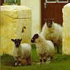 Sheep shot