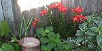 Asiatic lillies in bloom - Spring 2001