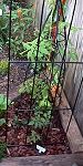 My small vegetable garden