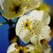 Pear blossoms