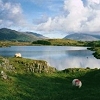 Sheeps in Connemara