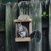 Squirrel at his feeder (Boy are these guys driving me nuts this Spring!)