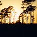 Sunset in pine hammock of St. Marks Wildlife Refuge