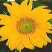 Sunflower in my backyard