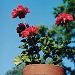 Red geraniums on a beautiful sunny day in North Florida!