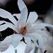 White flower at McClay Gardens