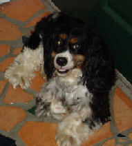 Bailey