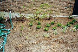 Photo taken during relandscaping the front (20K)