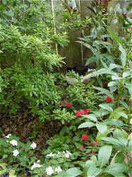Georgie hiding under the Persian Shield