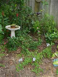 Perrenials - Cardinal Flower, Milkweed, Plumbago, Camellias