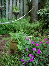 Impatiens add color to the ferns and azaleas