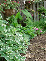 Hydrangeas doing well with all the rain - but few flowers :(