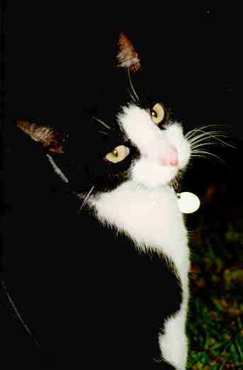 This is Georgie