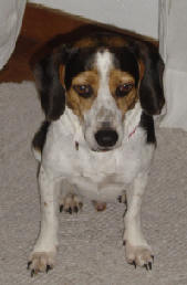 Harry the Beagle
