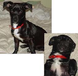 Kipper