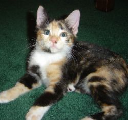 Misu the Manx Kitty