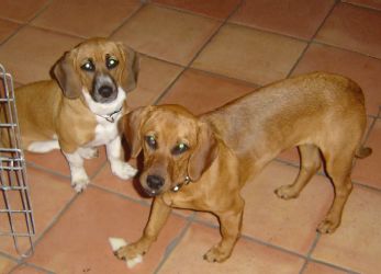 Peanut and Butter