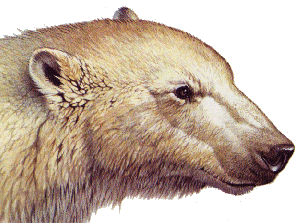 all about bears! 