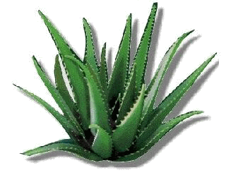 another site all about cactus