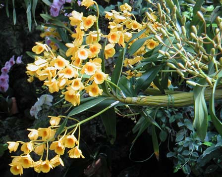 an encyclopedia of orchids in new zealand