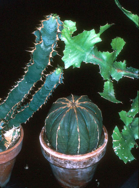 all about euphorbias that includes poinsettias and that baseball plants