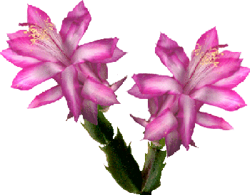 a database on cacti and succulents