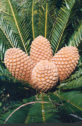 what kind of cycad is this ? find out! This site has a name list that is also a gallery