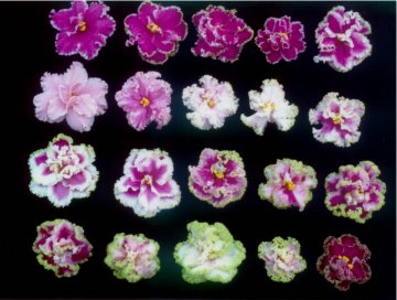 the african violet has a lot of close relatives click here to learn more about them