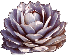 all about succulents