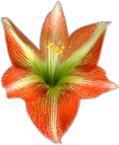 At last here's a site about&nbsp; bulbs of&nbsp; the world