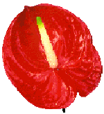 Learm about members of the aroid family from the familiar anthurium and peace lily to the bizzarre arisaema. This family has plants that all have this same basic flower structure seen here.