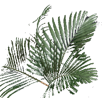 A Palm garden in the Reunion Islands