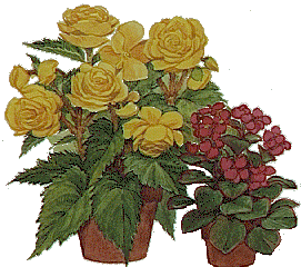 ok all you begonia lovers heres a site just for you
