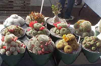 a virtural cacti and succulent encyclopedia