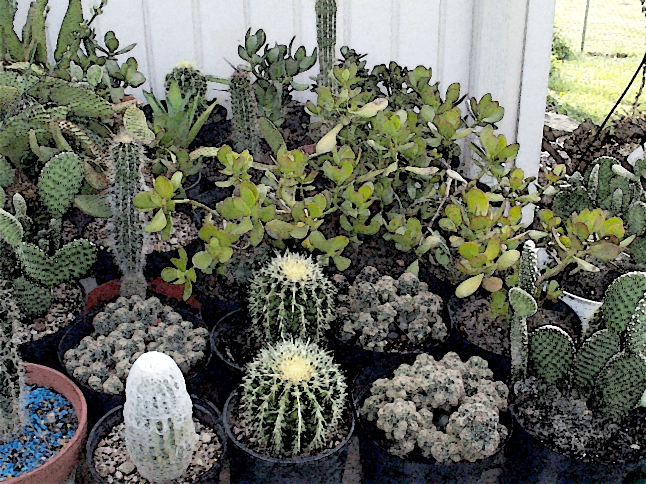 this site has cacti and succulents categorized