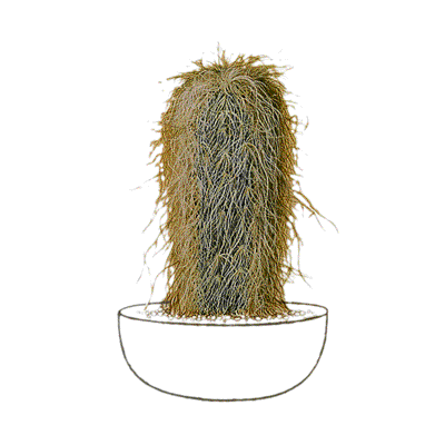 This a guide about cacti in the shape of columnar