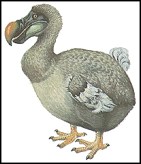 you what this site is a about birds that used to roam and fly around the earth&nbsp; which are now extinct
