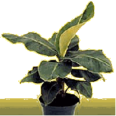 plantsof the banana family from South East Asia mostly China and Japan