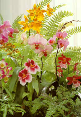 an orchid gallery