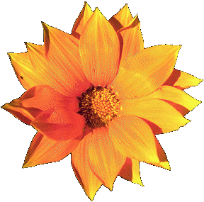 This is a gazania which comes from South Africa click here to learn more about cape plants