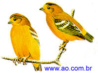 learn about the birds of Tanzania including aroung Mt Kilimanjiro
