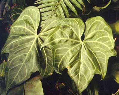 here's a shortcut to the species gallery and index